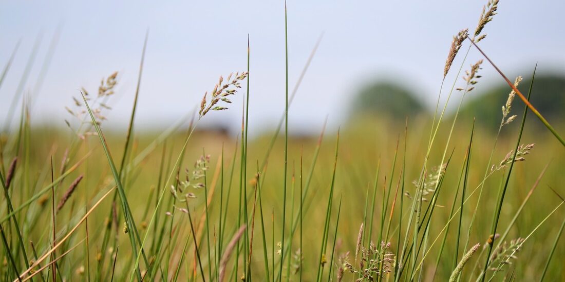 herbes